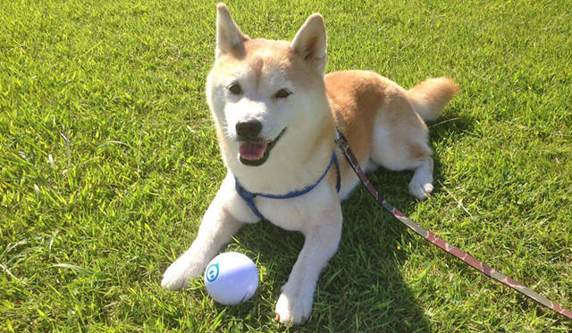 <strong>Orbotix｜オルボティクス</strong>　ロボティックボール・スマートトイ・ゲームシステム「sphero（スフィロ）2.0」　