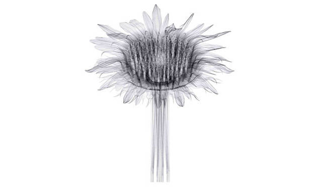 <strong>Any Tokyo｜エニートーキョー</strong>　「Any Tokyo 2013 : Design & Idea」　<strong>Macoto Murayama</strong><br>植物の断片を徹底的に観察し、その構造をCG上で建築図面のように緻密に描き出して完璧にビジュアライズした作品を展示