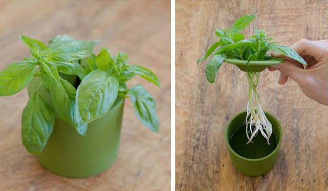 <strong>KRONGTHIP INNOVATION｜クロンティップイノベーション</strong>　ビッグルートカップ（直径94×高さ84mm）2520円