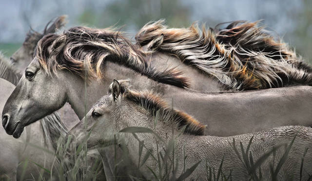 「野生馬の精霊」 Photograph by JIM BRANDENBURG