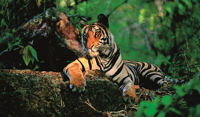 「ジャングルに差し込む光」 Photograph by THOMAS D MANGELSEN