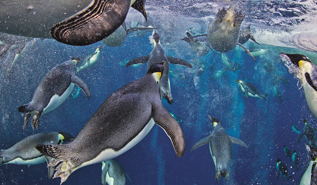 「ペンギンと泳ぐ」 Photograph by PAUL NICKLEN
