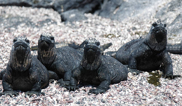 <strong>特集｜ボルドーから英国海峡へ！　探検船で“ラグジュアリーな冒険”を満喫</strong>　2艇のエクスプローラー船で、今後はダーウィンの『進化論』の舞台になったガラパゴスへのエクスペディションも可能に