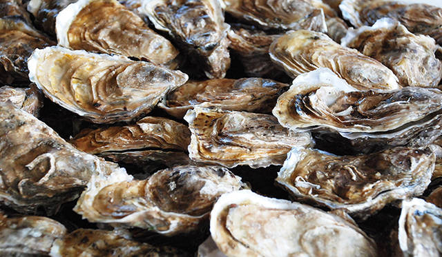 <strong>特集｜ボルドーから英国海峡へ！　探検船で“ラグジュアリーな冒険”を満喫</strong>　山盛りのクルーズ（日本のマガキ）。海水から取り出し、殻をはずしたばかりなので、そのままで。あるいはレモンやタバスコをかけてスルリと喉に流し込む愉悦！