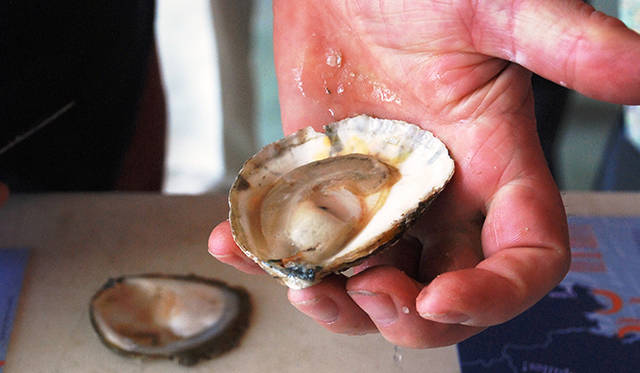 <strong>特集｜ボルドーから英国海峡へ！　探検船で“ラグジュアリーな冒険”を満喫</strong>　こちらはブロン（平ガキ）。ミネラル分たっぷりのミルキーな高級種