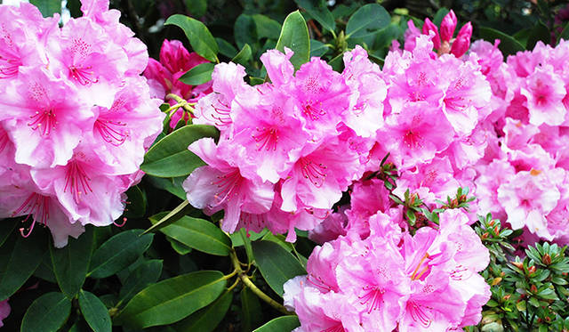 <strong>特集｜ボルドーから英国海峡へ！　探検船で“ラグジュアリーな冒険”を満喫</strong>　園内で華麗に咲き誇る大ぶりのシャクナゲがみごと。この島から世界中に園芸植栽が輸出されている