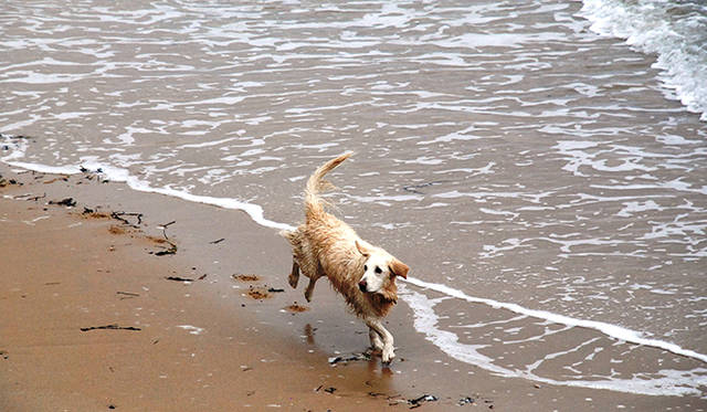 <strong>特集｜ボルドーから英国海峡へ！　探検船で“ラグジュアリーな冒険”を満喫</strong>　飼い主と一緒に水際を楽しげに走り回る犬の姿も。のどかな光景