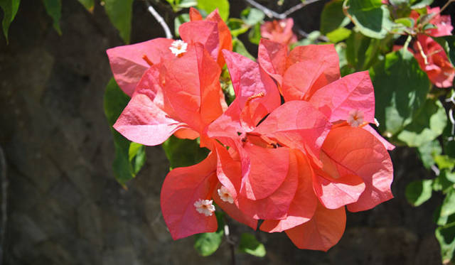 <strong>Amanresorts｜アマンリゾーツ</strong>　「アマヌサ（Amanusa）」　