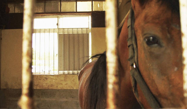 © 2013記録映画『祭の馬』製作委員会