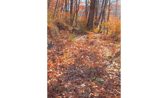 <strong>特集｜「パーマカルチャーデザイン」を暮らしのなかに</strong>　冬期で枯れ葉に埋まっているが、水面が少し見えるところがビオトープとなっている