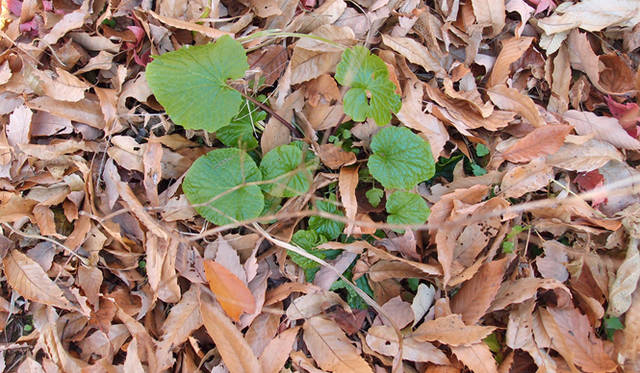 <strong>特集｜「パーマカルチャーデザイン」を暮らしのなかに</strong>　バイオジオフィルターの水路の上に葉をしげらせるワサビ