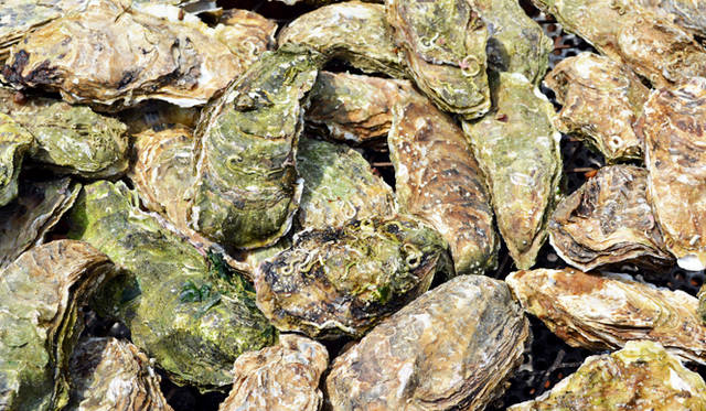 唐桑は養殖を中心とした漁業が盛ん。自慢のカキを豪快にバーベキューして味わうことができる