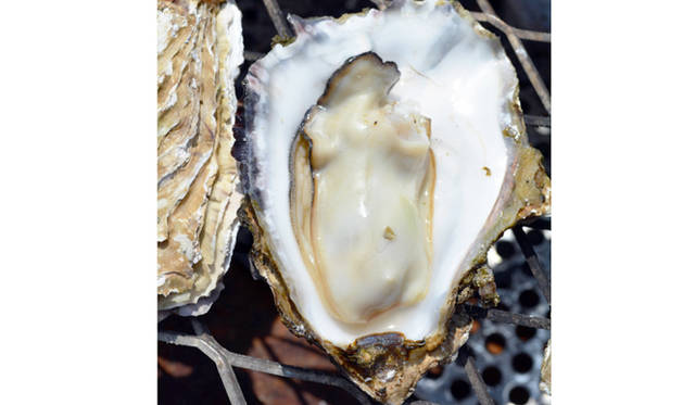 手のひらが隠れるほどの大ぶりの唐桑のカキ。焼きガキのトロリと濃厚な甘みと磯の香りにしばし恍惚