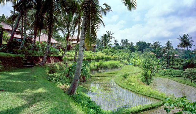 <strong>Amanresorts｜アマンリゾーツ</strong>　「アマンダリ（Amandari）」　Rice Terraces　© Amanresorts