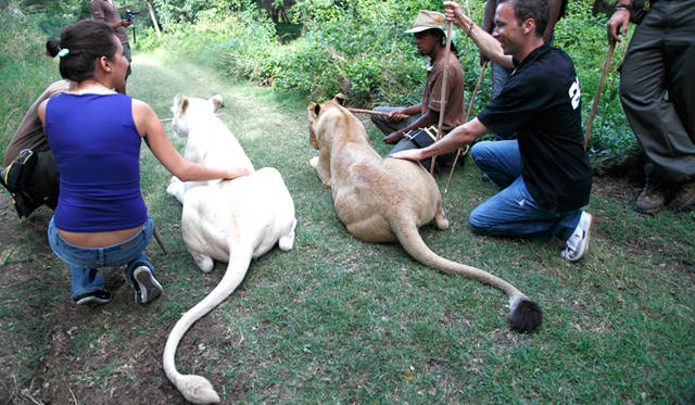 散歩中にはライオンに直接触れることもできる