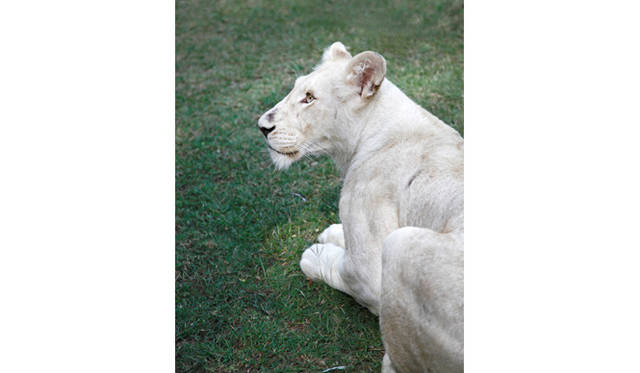 この日は珍しいホワイト・ライオンの姿も