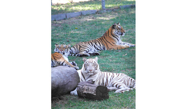 この日は、ホワイト・タイガーが飼育されている檻に案内してもらった