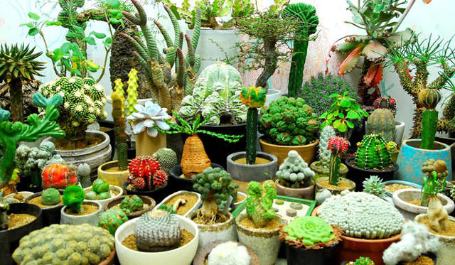 <strong>BIRDHOUSE｜バードハウス</strong>　植物イベント「Cacti in BIRDHOUSE - Qusamura no MORI -」開催