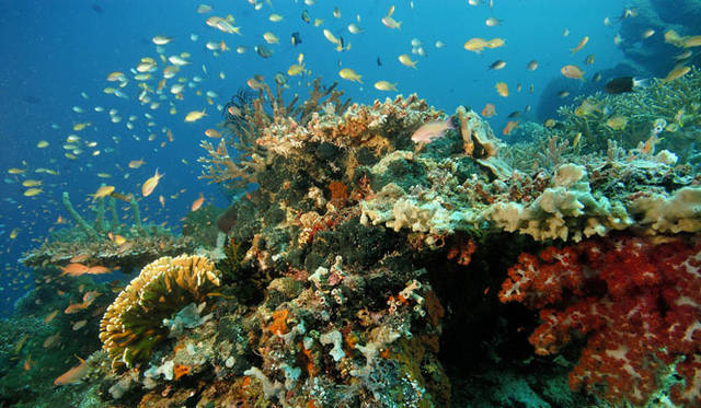 <strong>Amanresorts｜アマンリゾーツ</strong>　「アマンワナ（Amanwana）」　Panjang Reef　© Amanresorts