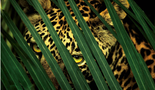 ボツワナ、オカバンゴデルタの深い森の中では、ヒョウの毛の斑点がカモフラージュとなる。 © Beverly Joubert/National Geographic