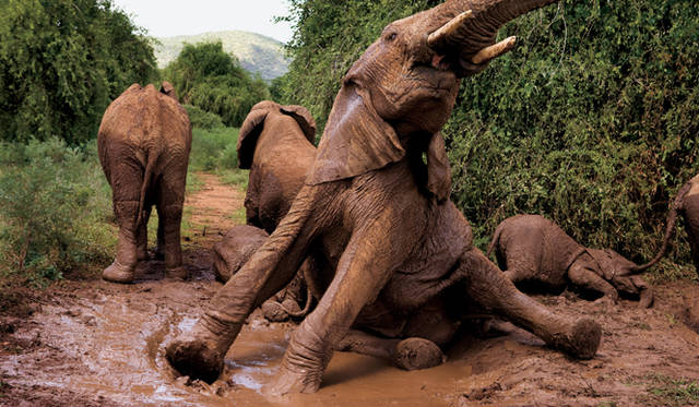 <strong>2008年／ケニア</strong><br />泥遊びを楽しむゾウたち（写真＝マイケル・ニコルズ）