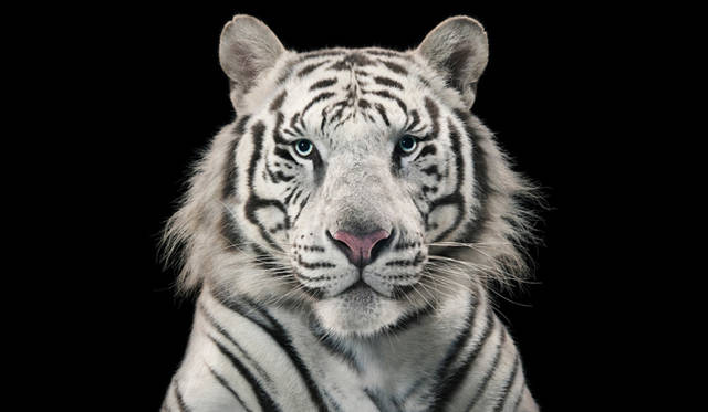 <strong>ART｜京都を舞台にした『KYOTOGRAPHIE 国際写真フェスティバル』今年も開催</strong>　Royal White Tiger © Tim Flach