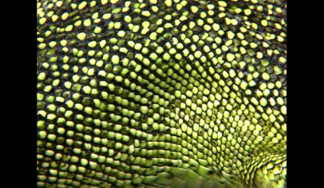 <strong>ART｜京都を舞台にした『KYOTOGRAPHIE 国際写真フェスティバル』今年も開催</strong>　Plasma 03, 2007 © Erik Samakh