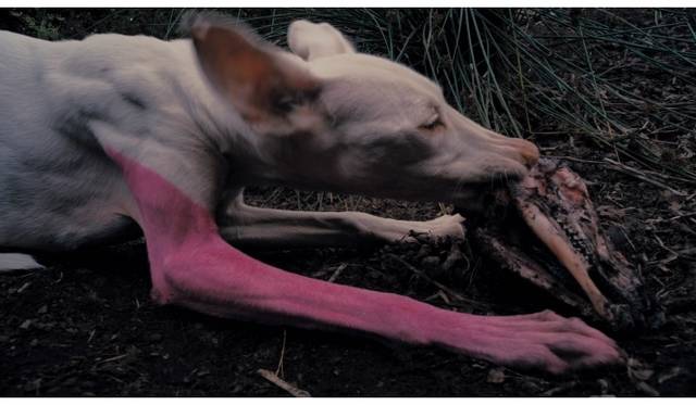 <strong>ART｜『幸福はぼくを見つけてくれるかな？－石川コレクション（岡山）から10の作家』</strong>　ピエール・ユイグ《未耕作地の場景》ヴィデオ2012/2013©Pierre Huyghe, Courtesy the artist, Esther Schipper, Berlin, Marian Goodman Gallery, New York / Paris