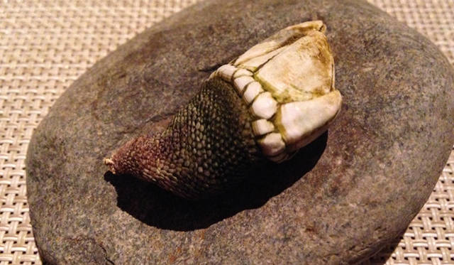 宿泊時にいただいた「亀の手のコンソメ」。は虫類の亀の手に似た姿で若干グロテスクなのだが、実は甲殻類の一種。ほのかな磯の香りと歯ごたえある食感がたのしめる