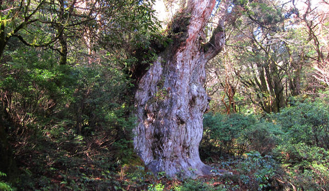 樹齢3000年とも4000年とも言われる縄文杉