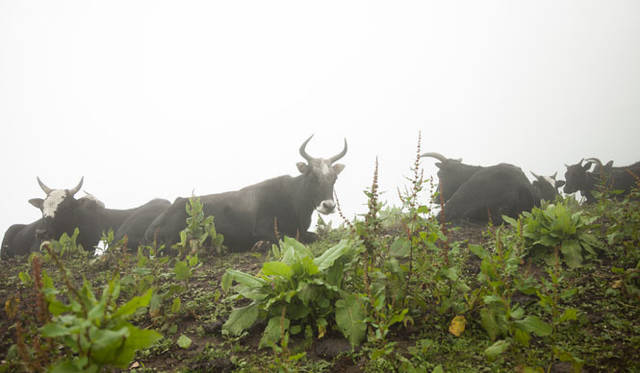 ヤクは薄靄のなか、優雅に草をはんで暮らしていた