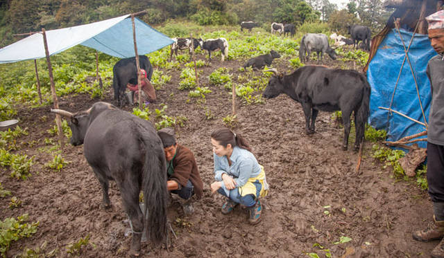 朝と晩の2回の乳搾りを見学