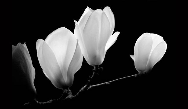 荒川弘之氏アート作品（木蓮）