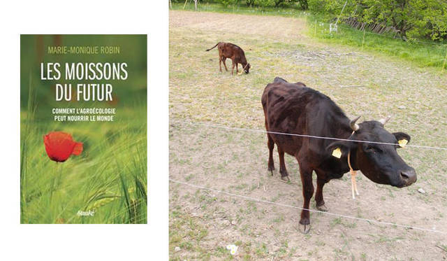 <strong>REPORT｜埼玉県・小川町「霜里農場」</strong>　左／金子美登（よしのり）さんの農場が紹介されたフランスのテレビ番組のDVD、右／農場なのに牛がいる。霜里農場は40年前から徹底した「有畜複合経営」を実施