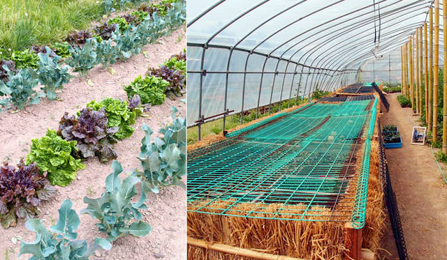 <strong>REPORT｜埼玉県・小川町「霜里農場」</strong>　左／「菌根菌は土からミネラルなどを橋渡しする働きをする」（金子さん談）、右／冬でも春のような暖かさを生み出す「温床」