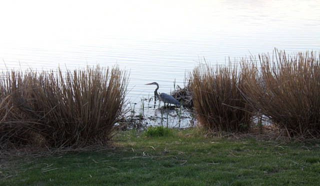 <strong>Yoko Ueno Lewis｜暮らしノート｜進行する環境破壊と超高齢化社会における“Less is More”（前編）</strong>　野鳥の数がとても多い