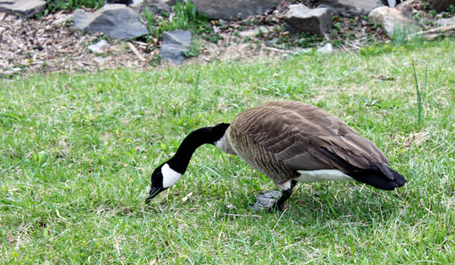 <strong>Yoko Ueno Lewis｜暮らしノート｜進行する環境破壊と超高齢化社会における“Less is More”（前編）</strong>　