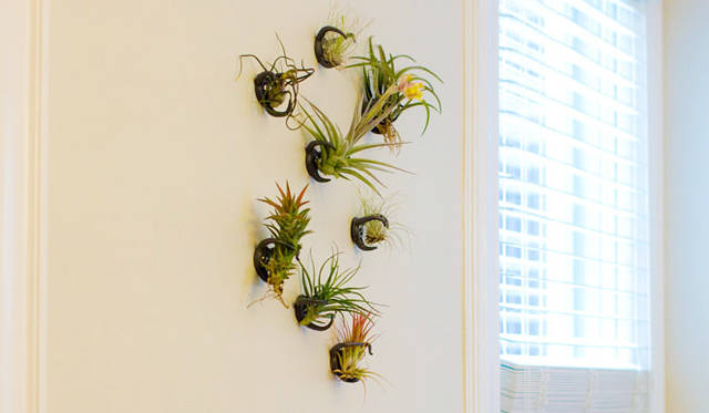<strong>KRONGTHIP INNOVATION｜クロンティップイノベーション</strong>　「Air Plant Nest（エアプランツネスト）」