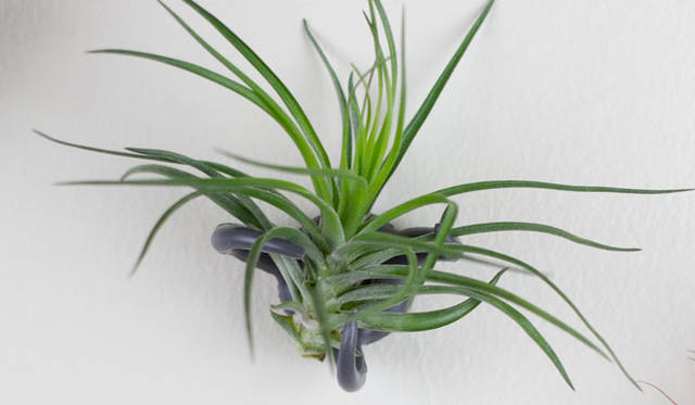 <strong>KRONGTHIP INNOVATION｜クロンティップイノベーション</strong>　「Air Plant Nest（エアプランツネスト）」