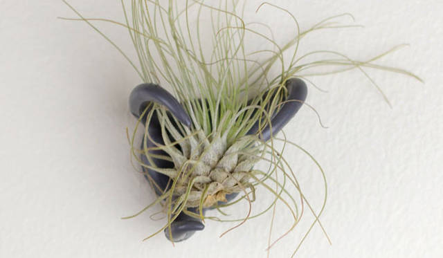 <strong>KRONGTHIP INNOVATION｜クロンティップイノベーション</strong>　「Air Plant Nest（エアプランツネスト）」