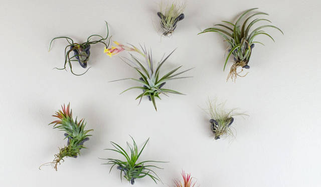 <strong>KRONGTHIP INNOVATION｜クロンティップイノベーション</strong>　「Air Plant Nest（エアプランツネスト）」