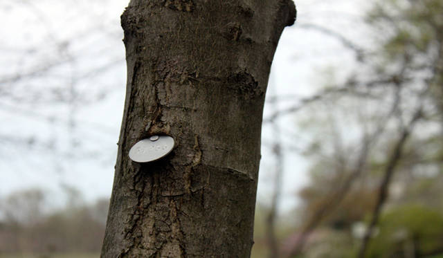 <strong>Yoko Ueno Lewis｜暮らしノート｜超高齢化社会（対エルダーズ）における“Less is More”（中編）</strong>　樹木の管理を示すナンバリング