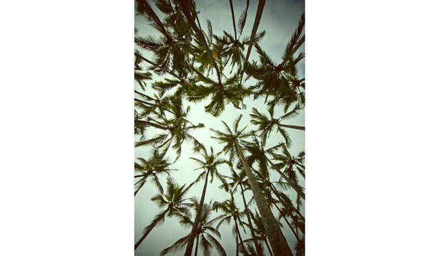 ココナッツの木