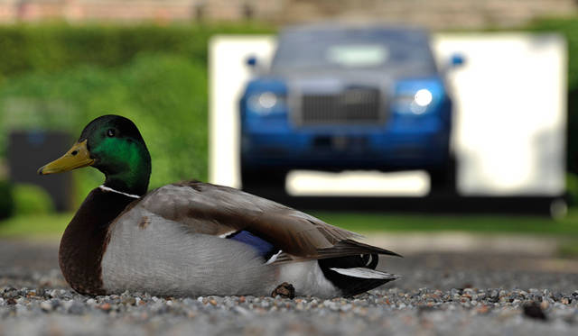 FERRARI 250 GT INTERIM