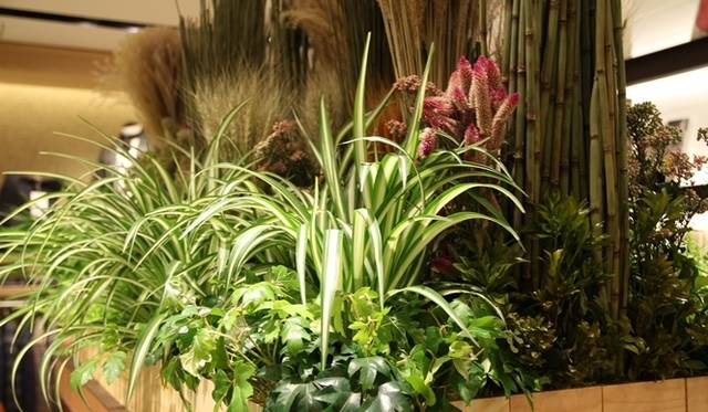 <strong>INDISPENSABLE STRASBURGO