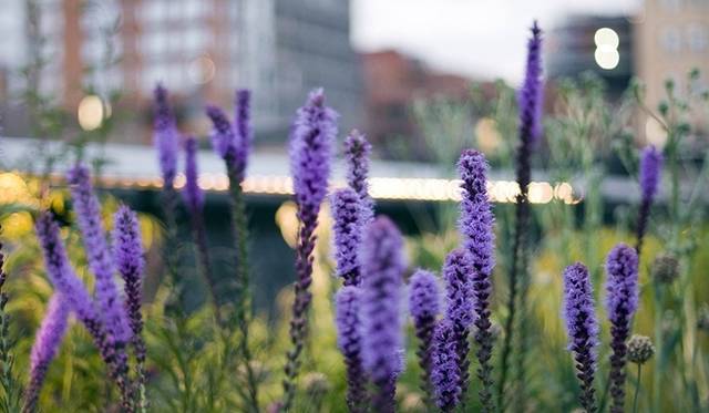 <strong>INDISPENSABLE STRASBURGO｜インディスペンサブル ストラスブルゴに「Urban Garden」誕生</strong>　川原伸晃氏