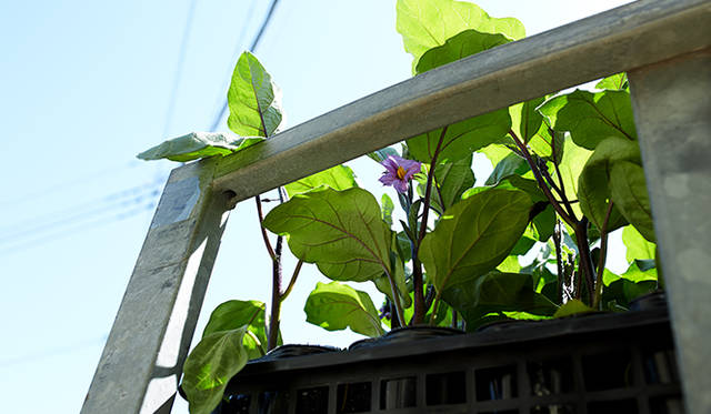 pirouette_665_66 「須永農園」