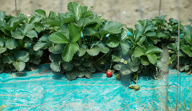 pirouette_665_58 「須永農園」