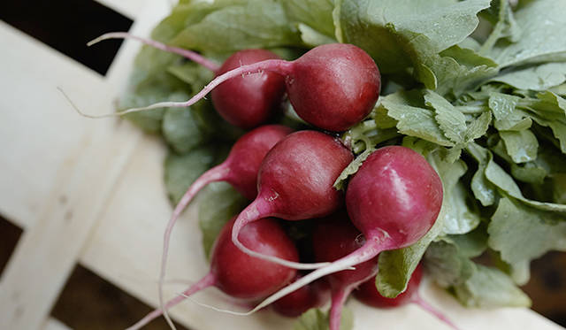 pirouette_665_46 ラディッシュは、瑞々しく辛みが少ない
