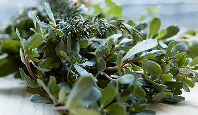 pirouette_665_48 ハーブの種類も豊富だ